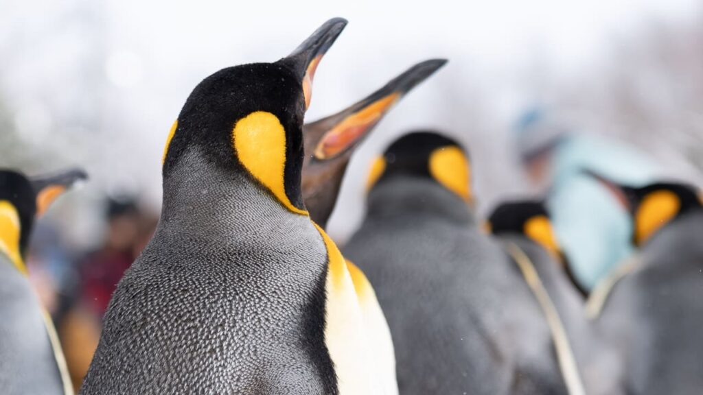 Phillip Island Penguin