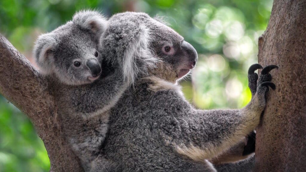 Phillip Island Koala