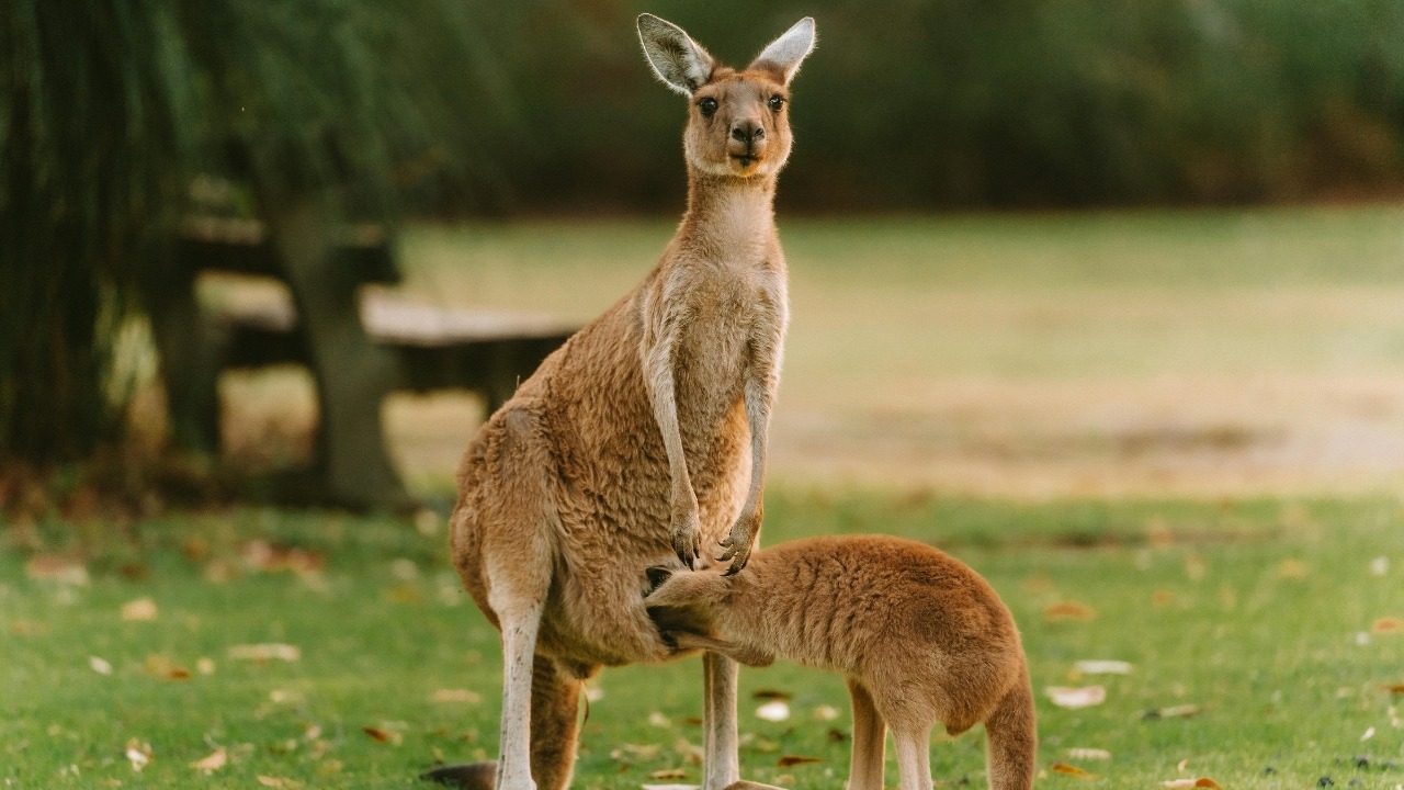 Kangaroo